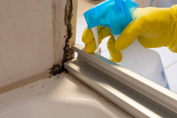 Best Attic Mold Removal  in Strodes Mills, PA