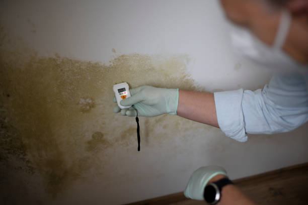 Best Professional Mold Removal  in Strodes Mills, PA